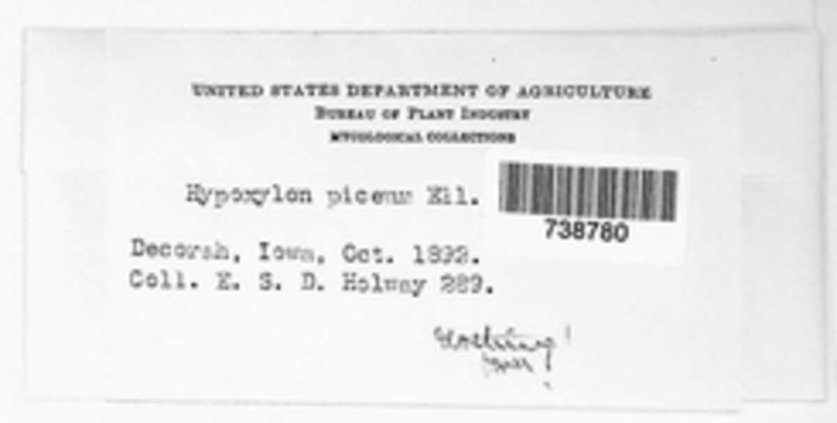Pyrenomyxa picea image